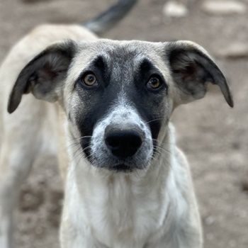 Olaf, geb. ca. 05/2023, lebt in GRIECHENLAND, im städt. Tierheim Serres