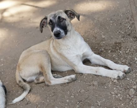 Olaf, geb. ca. 05/2023, lebt in GRIECHENLAND, im städt. Tierheim Serres