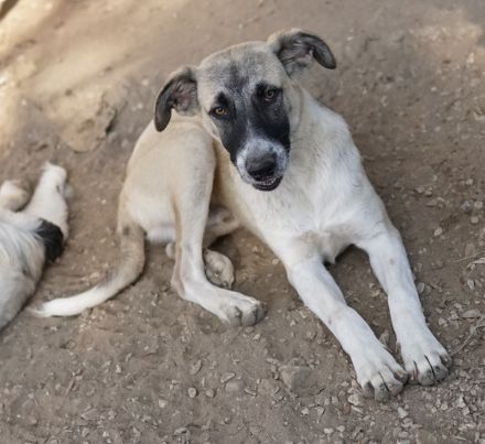 Olaf, geb. ca. 05/2023, lebt in GRIECHENLAND, im städt. Tierheim Serres