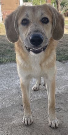 Berita, geb. ca. 01/2023, lebt in GRIECHENLAND, auf einem Gelände, auf dem die Hunde notdürftig vers