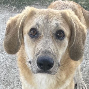 Berita, geb. ca. 01/2023, lebt in GRIECHENLAND, auf einem Gelände, auf dem die Hunde notdürftig vers