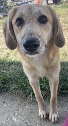 Berita, geb. ca. 01/2023, lebt in GRIECHENLAND, auf einem Gelände, auf dem die Hunde notdürftig vers