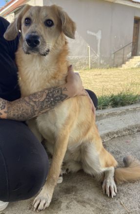 Berita, geb. ca. 01/2023, lebt in GRIECHENLAND, auf einem Gelände, auf dem die Hunde notdürftig vers