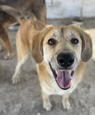 Berita, geb. ca. 01/2023, lebt in GRIECHENLAND, auf einem Gelände, auf dem die Hunde notdürftig vers