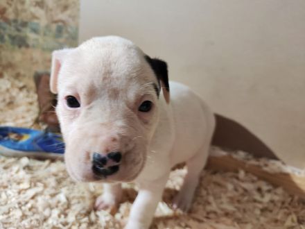 Dogo Argentino Mischlinge