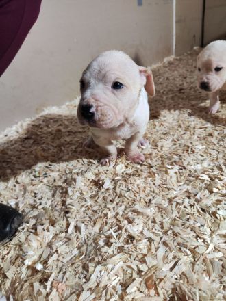 Dogo Argentino Mischlinge