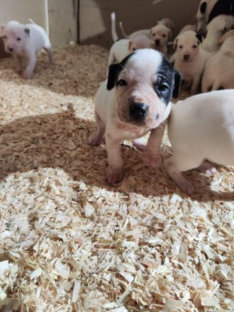 Dogo Argentino Mischlinge