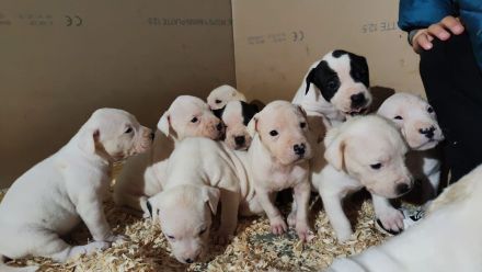 Dogo Argentino Mischlinge