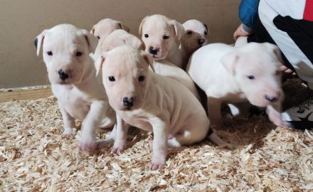 Dogo Argentino Mischlinge