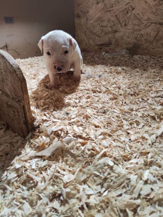 Dogo Argentino Mischlinge