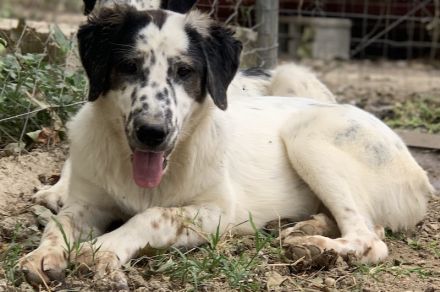 Lime, geb. ca. 02/2023, lebt in GRIECHENLAND, auf einer privaten Pflegestelle