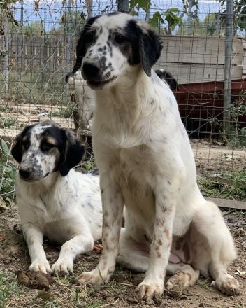 Lime, geb. ca. 02/2023, lebt in GRIECHENLAND, auf einer privaten Pflegestelle