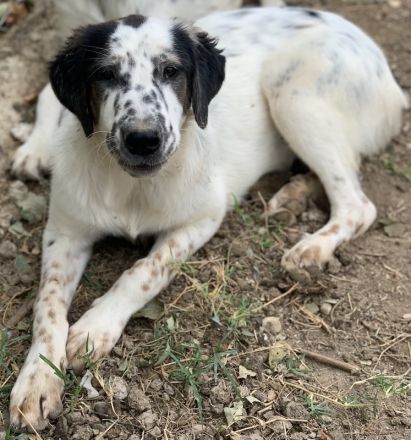 Lime, geb. ca. 02/2023, lebt in GRIECHENLAND, auf einer privaten Pflegestelle