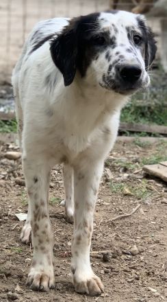 Lime, geb. ca. 02/2023, lebt in GRIECHENLAND, auf einer privaten Pflegestelle