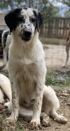 Lime, geb. ca. 02/2023, lebt in GRIECHENLAND, auf einer privaten Pflegestelle