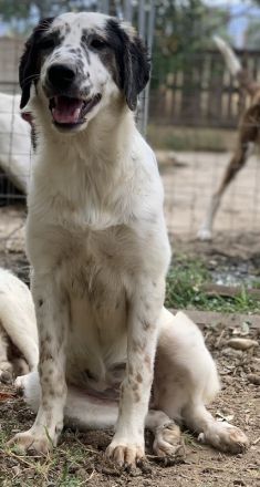 Lime, geb. ca. 02/2023, lebt in GRIECHENLAND, auf einer privaten Pflegestelle