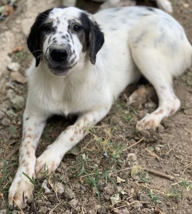 Lime, geb. ca. 02/2023, lebt in GRIECHENLAND, auf einer privaten Pflegestelle