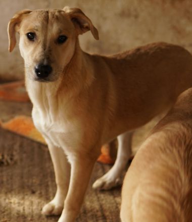 Honolulu, geb. ca. 07/2023, lebt in GRIECHENLAND, auf einer privaten Pflegestelle