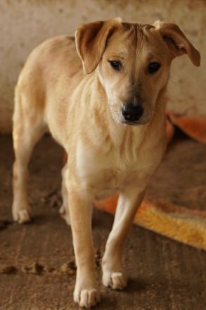 Honolulu, geb. ca. 07/2023, lebt in GRIECHENLAND, auf einer privaten Pflegestelle