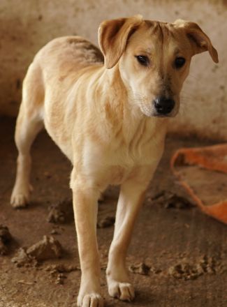 Honolulu, geb. ca. 07/2023, lebt in GRIECHENLAND, auf einer privaten Pflegestelle