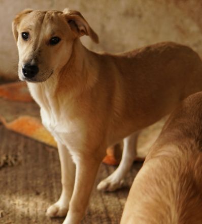 Honolulu, geb. ca. 07/2023, lebt in GRIECHENLAND, auf einer privaten Pflegestelle