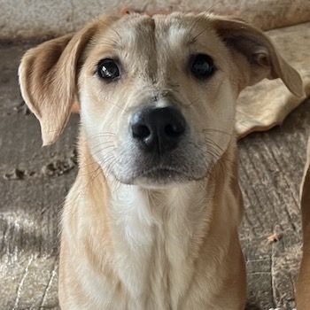 Honolulu, geb. ca. 07/2023, lebt in GRIECHENLAND, auf einer privaten Pflegestelle