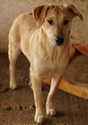 Honolulu, geb. ca. 07/2023, lebt in GRIECHENLAND, auf einer privaten Pflegestelle