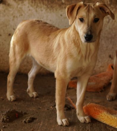 Honolulu, geb. ca. 07/2023, lebt in GRIECHENLAND, auf einer privaten Pflegestelle