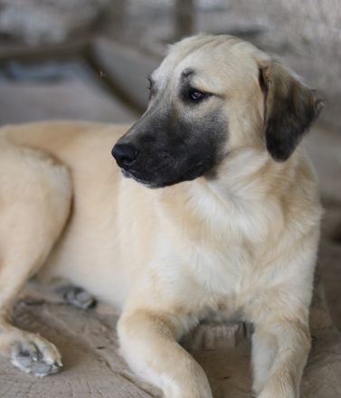 Klößchen, geb. ca. 03/2023, lebt in GRIECHENLAND, im städt. Tierheim Serres