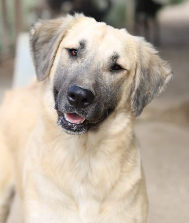 Klößchen, geb. ca. 03/2023, lebt in GRIECHENLAND, im städt. Tierheim Serres