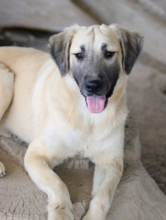 Klößchen, geb. ca. 03/2023, lebt in GRIECHENLAND, im städt. Tierheim Serres