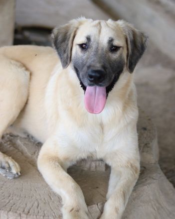 Klößchen, geb. ca. 03/2023, lebt in GRIECHENLAND, im städt. Tierheim Serres