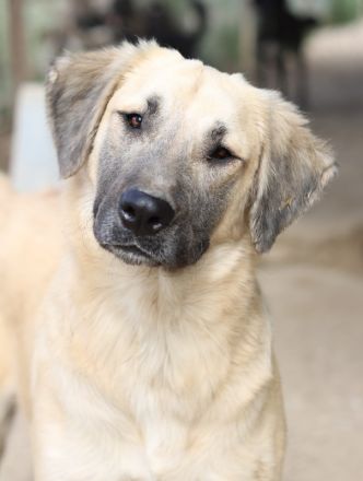 Klößchen, geb. ca. 03/2023, lebt in GRIECHENLAND, im städt. Tierheim Serres
