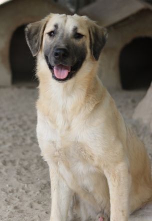 Klößchen, geb. ca. 03/2023, lebt in GRIECHENLAND, im städt. Tierheim Serres