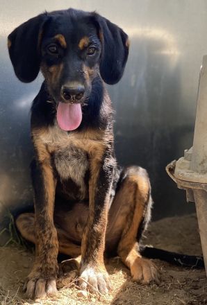 Keno, geb. ca. 04/2023, lebt in GRIECHENLAND, auf einer privaten Pflegestelle