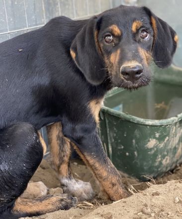 Keno, geb. ca. 04/2023, lebt in GRIECHENLAND, auf einer privaten Pflegestelle