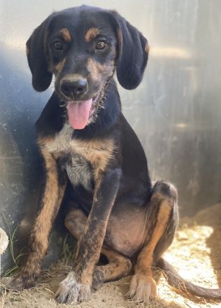 Keno, geb. ca. 04/2023, lebt in GRIECHENLAND, auf einer privaten Pflegestelle