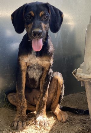 Keno, geb. ca. 04/2023, lebt in GRIECHENLAND, auf einer privaten Pflegestelle