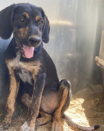 Keno, geb. ca. 04/2023, lebt in GRIECHENLAND, auf einer privaten Pflegestelle