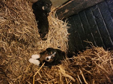 Australian shepherd altdeutscher Hütehund Welpen zuverkaufen