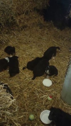 Australian shepherd altdeutscher Hütehund Welpen zuverkaufen