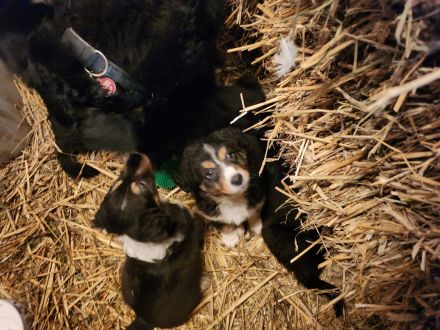 Australian shepherd altdeutscher Hütehund Welpen zuverkaufen