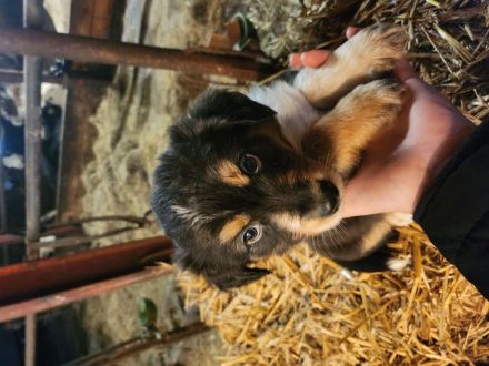 Australian shepherd altdeutscher Hütehund Welpen zuverkaufen
