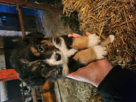 Australian shepherd altdeutscher Hütehund Welpen zuverkaufen