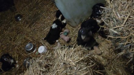 Australian shepherd altdeutscher Hütehund Welpen zuverkaufen