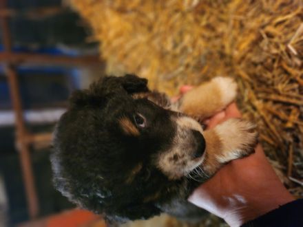 Australian shepherd altdeutscher Hütehund Welpen zuverkaufen