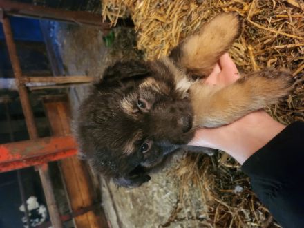 Australian shepherd altdeutscher Hütehund Welpen zuverkaufen