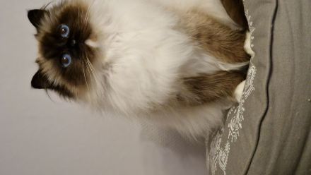 Heilige Birma mit Stammbaum