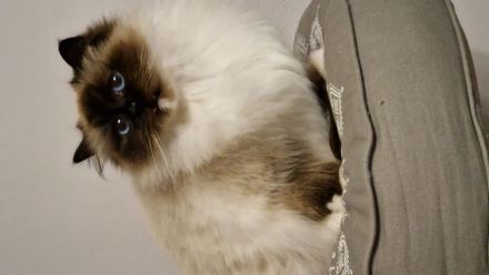 Heilige Birma mit Stammbaum