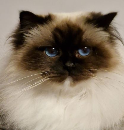 Heilige Birma mit Stammbaum